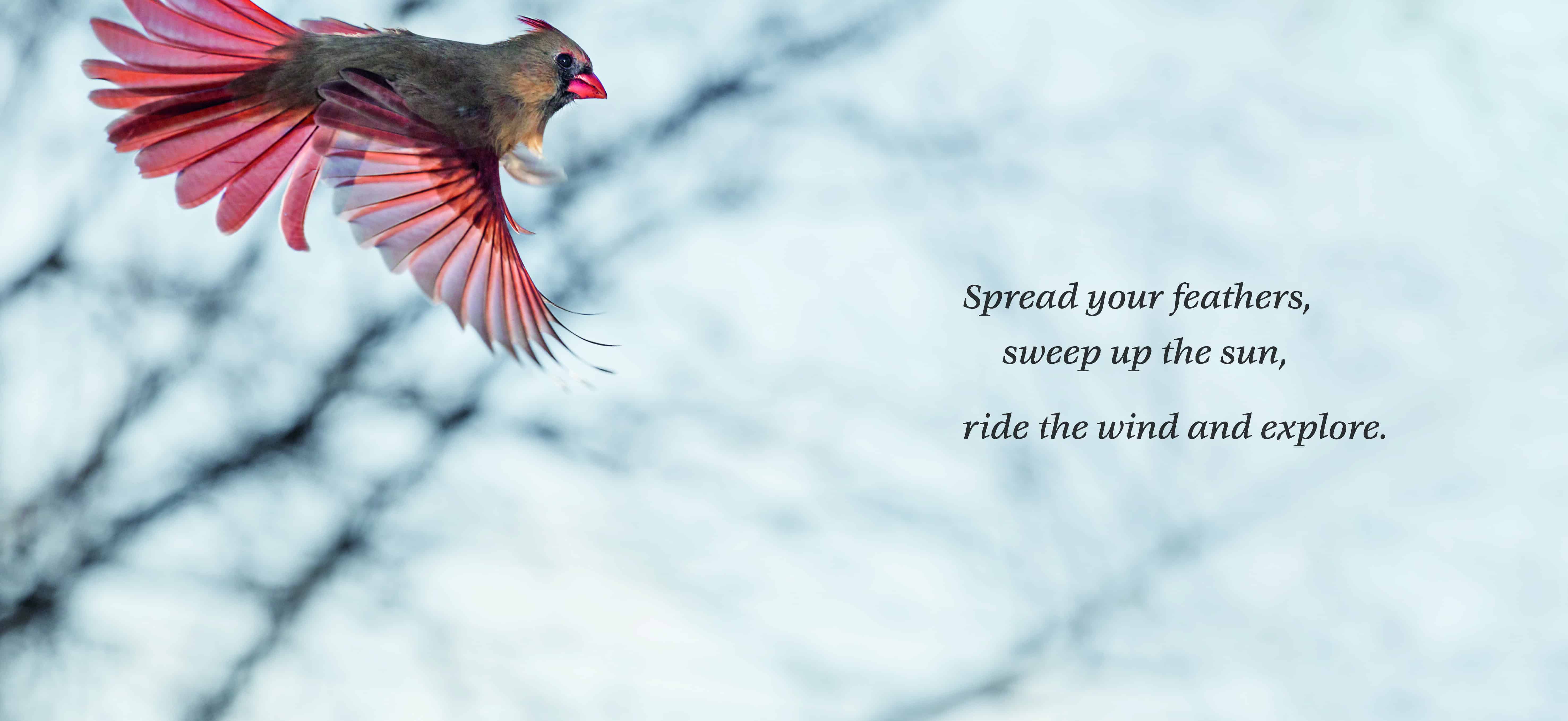 Interior spread for SWEEP UP THE SUN